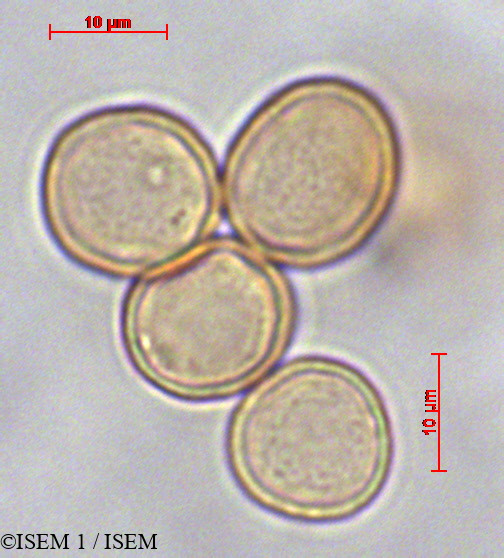ISEM 1/Boehmeria_aspera_29144/Boehmeria_aspera_29144_0001(copy).jpg
